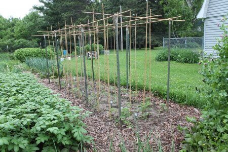 Tomato Trellis Update - End of Season Report (More in comments