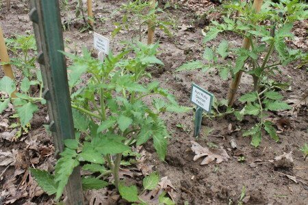 Tomato Trellis Update - End of Season Report (More in comments