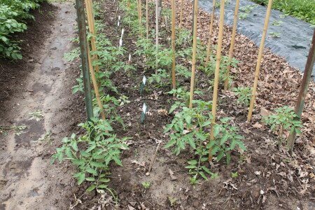 Tomato Trellis Update - End of Season Report (More in comments