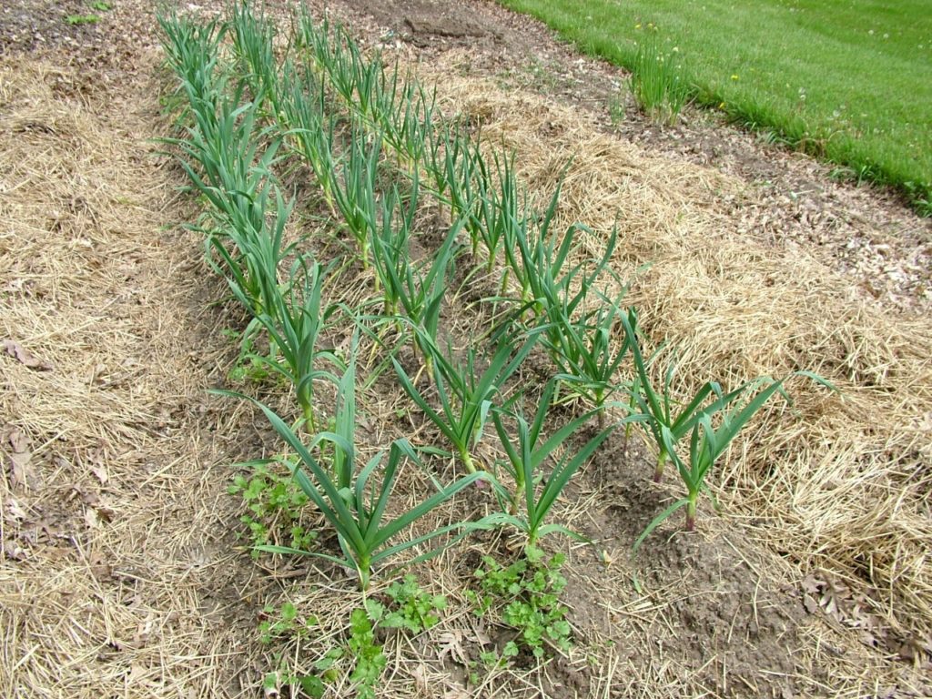 garlic and cilantro