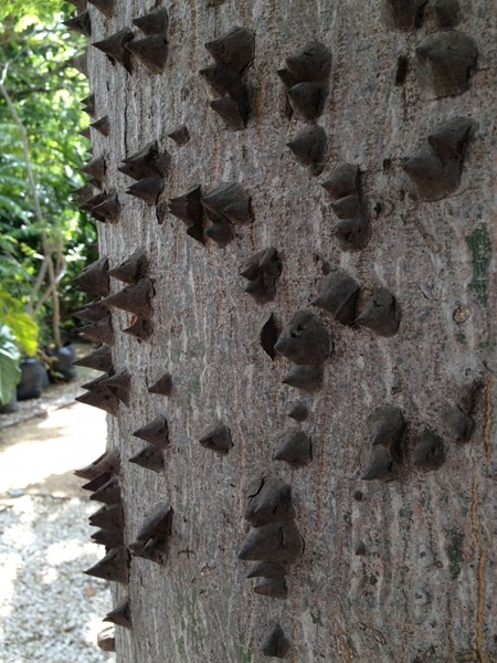 Yes, the spines on this tree are sharp.