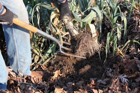 Using a Garden Fork to Harvest Leeks