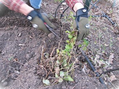 Cutting the lemon balm back to about four inches.