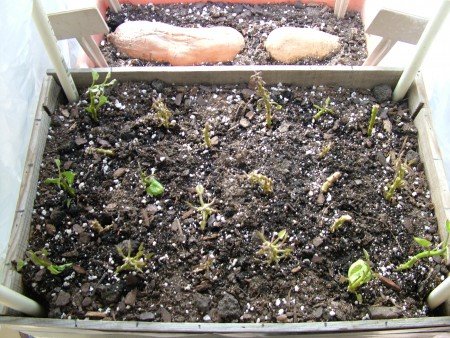 Sweet Potatoes and Cuttings