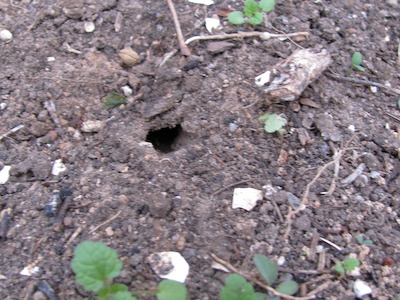 Small hole in soil.