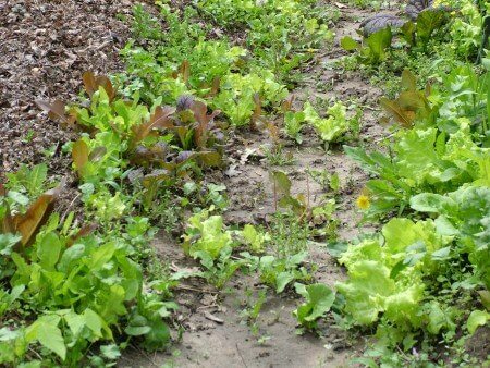 Volunteer Salad Greens