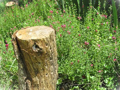 Oak log drilled with holes for native bees placed upright in garden near pink skullcap, Scutellaria suffrutescens