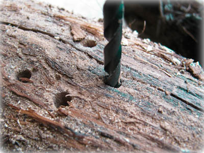 Drilling holes in oak log to make nesting site for native bees