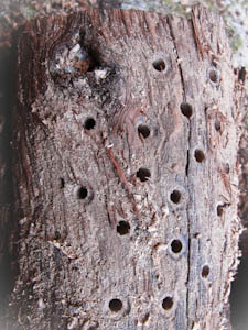 Oak log with multiple holes drilled in the top for native bee habitat.