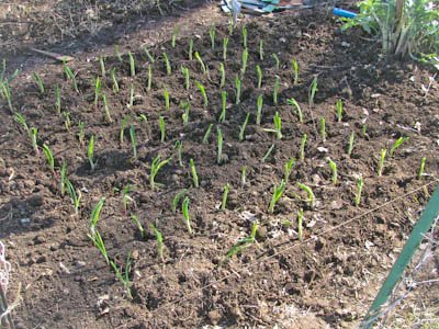 Four by four section of garden bed planted with onion seedlings.