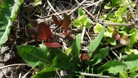 Lettuces and Dandelion