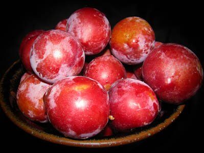 bowl of harvested plumcots