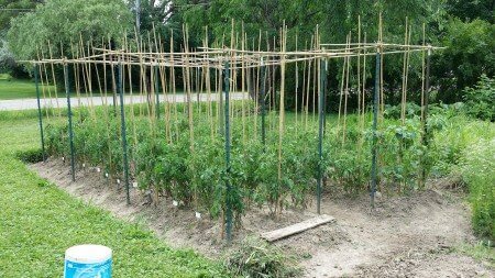 Tomato Trellis