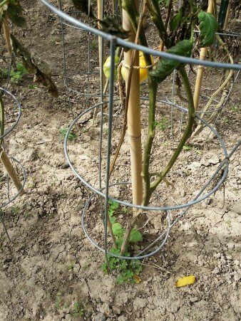 Tomato Cages Made Weeding Difficult