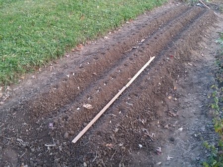 Ridged Bed for Garlic Planting