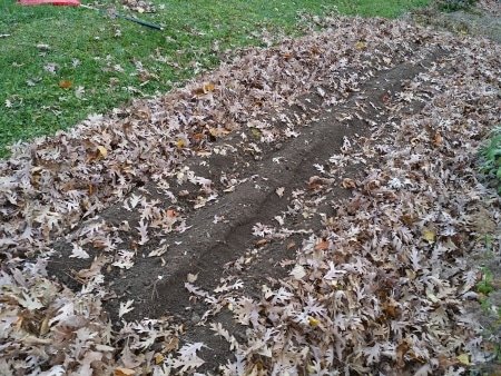Garlic Bed Paths Mulched with Leaves