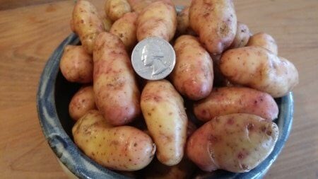 Rose Finn Fingerling Potatoes