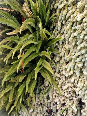Ferns and sedums on living wall