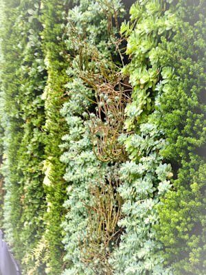 Sedums planted in living wall in a vertical pattenr