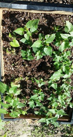 Sweet Potato Starts in Flat