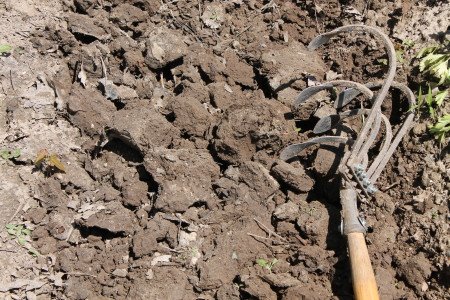 Antique Five-Tine Cultivating Hoe in Clay Clods