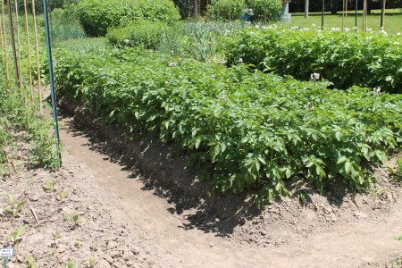 Hilled, Intensively Planted Potatoes in an Open Raised Bed