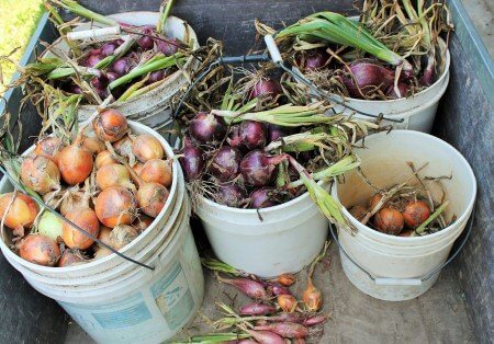 Buckets of Onions