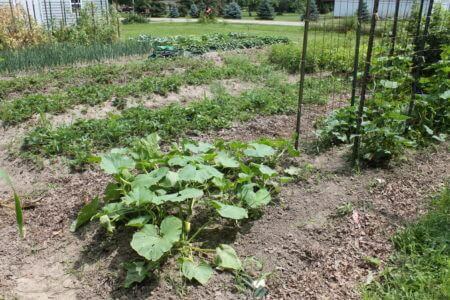 Strawberries, More Strawberries, Squash and Cukes
