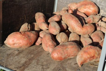 127 Pounds of Sweet Potatoes