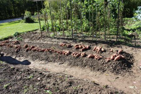 18 Harvested Sweet Potato Plants. CobraHead Test Gardens. Cambridge, Wisconsin.