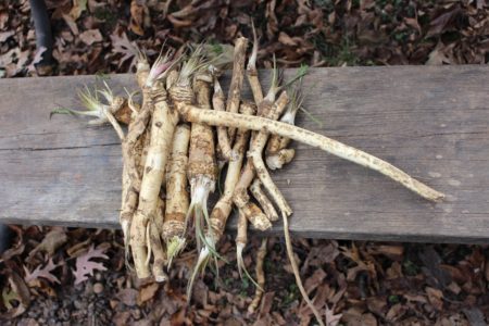 Horseradish Roots
