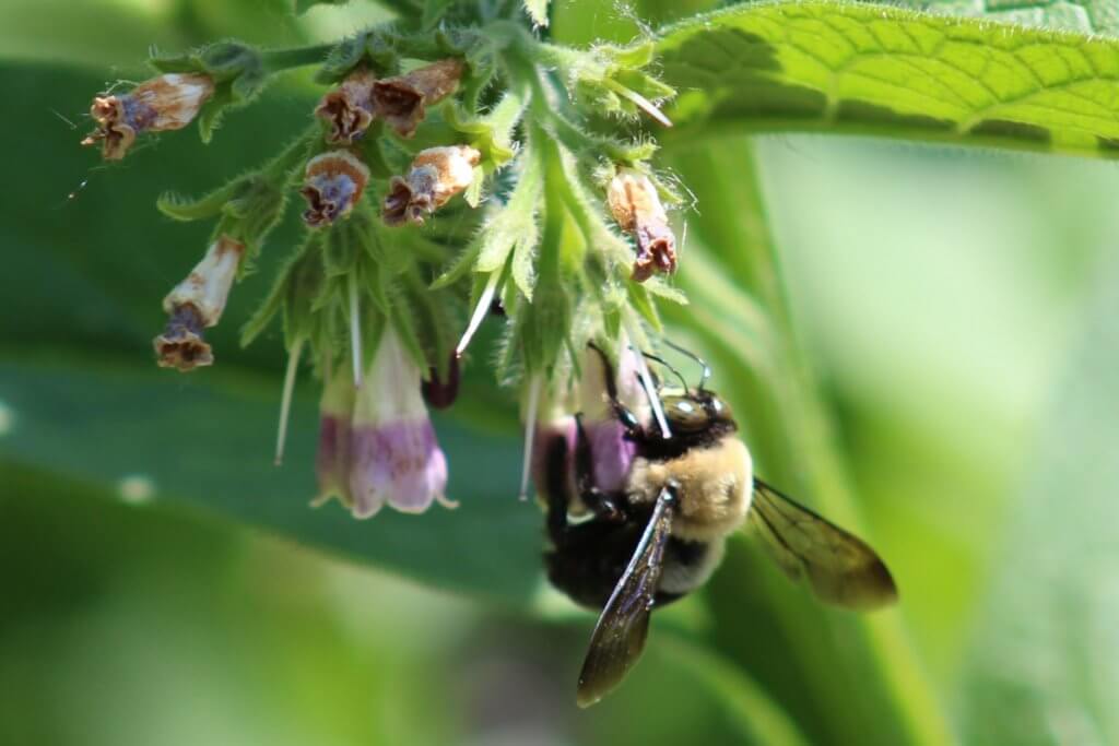 Bee on Russian Comfrey