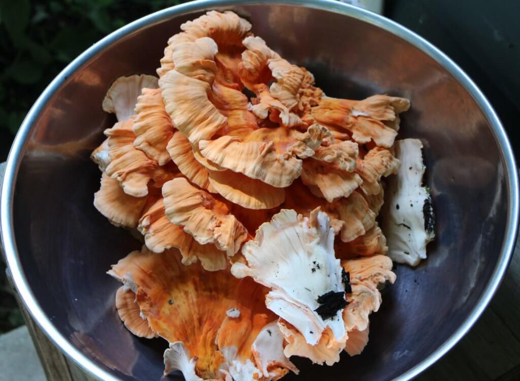 Harvested Chicken of the Woods