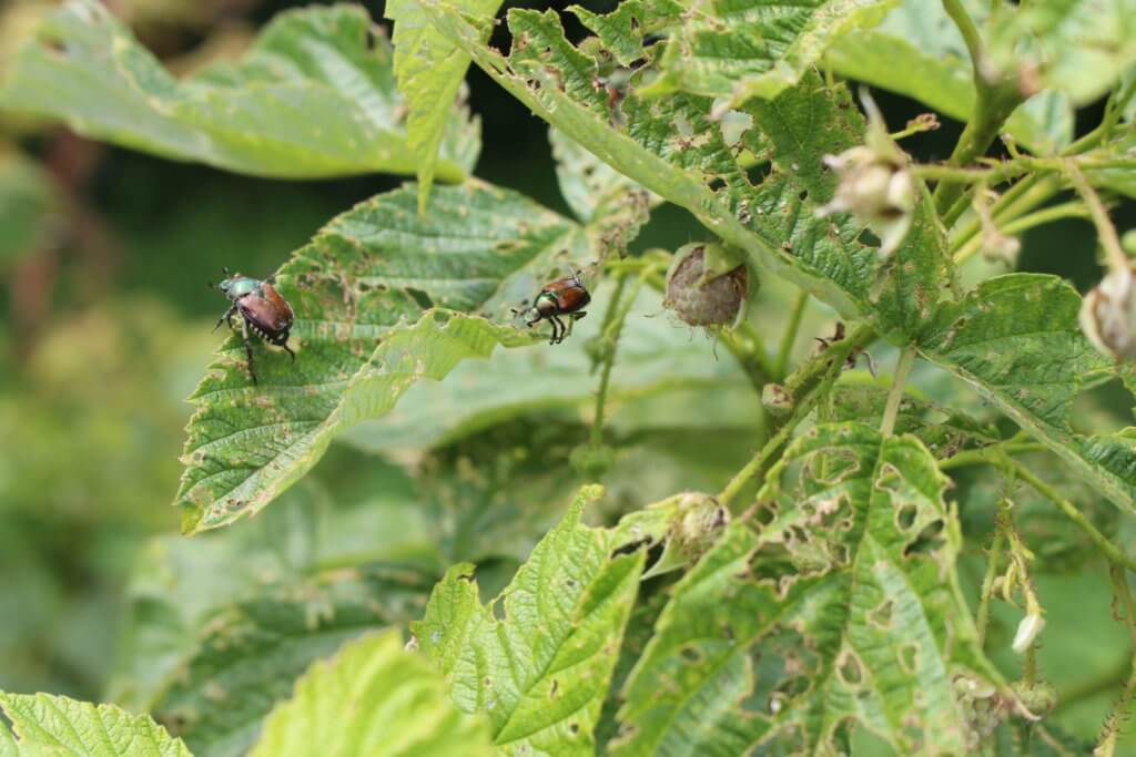 Raspberry with Japanese Beetle Damage