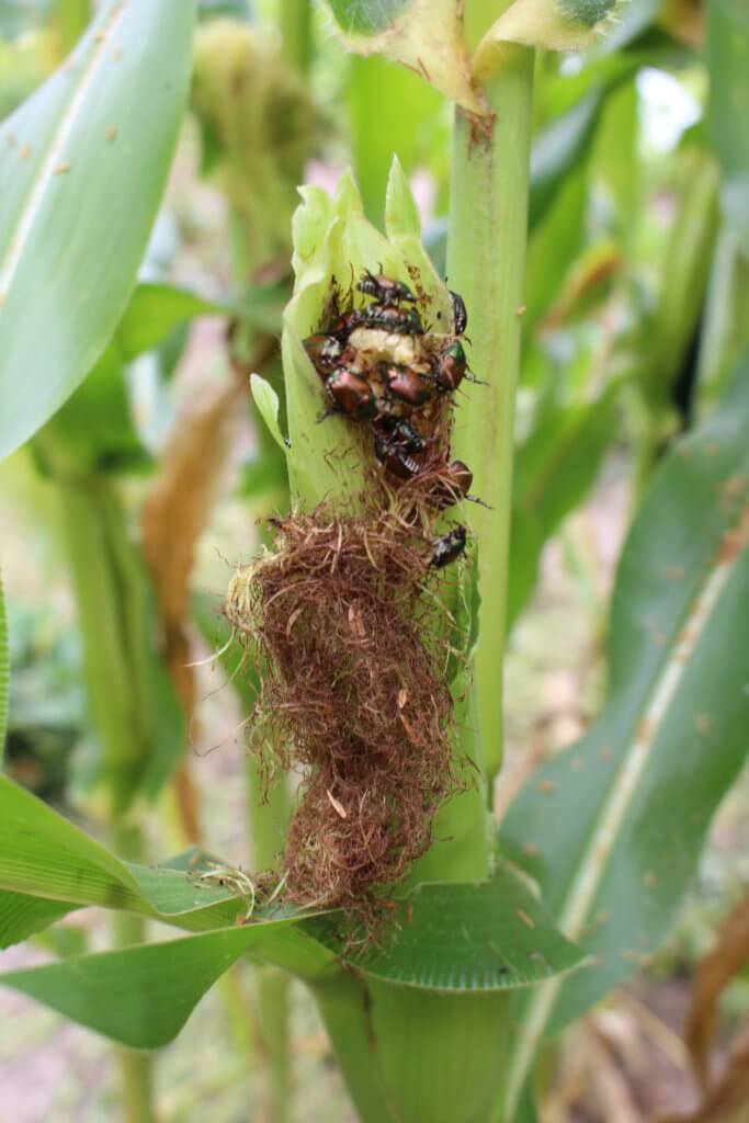 Sweet Corn with Japanese Beetle Damage