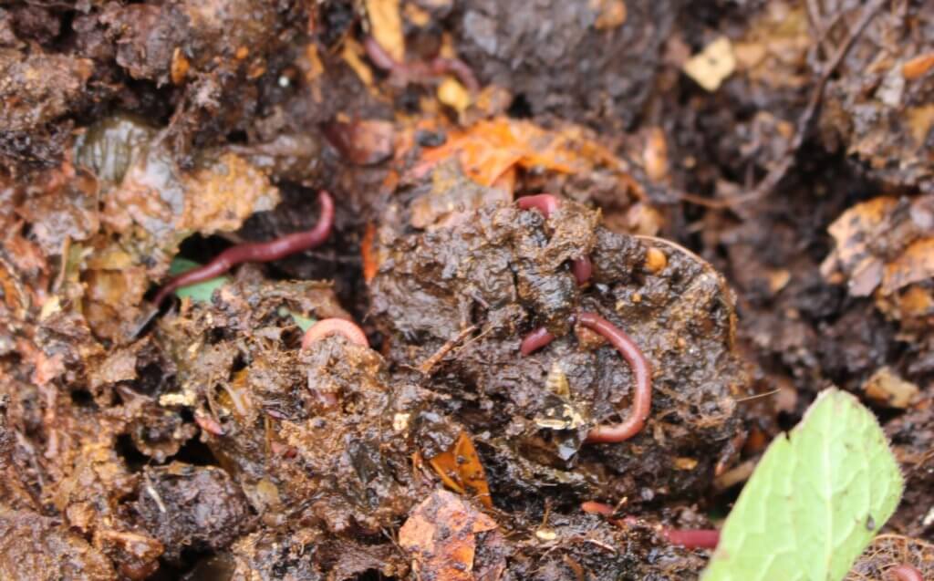 Earthworms in Compost