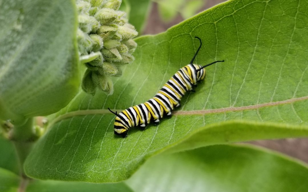 Want Monarchs? Grow Milkweed.