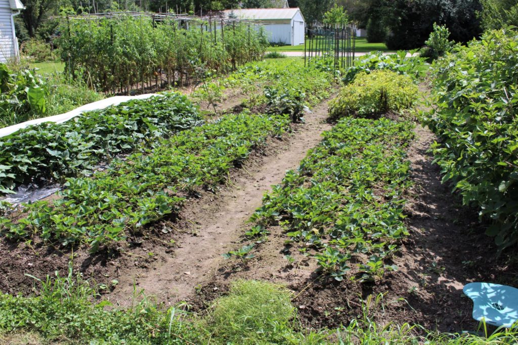 Raised Beds Clean Paths