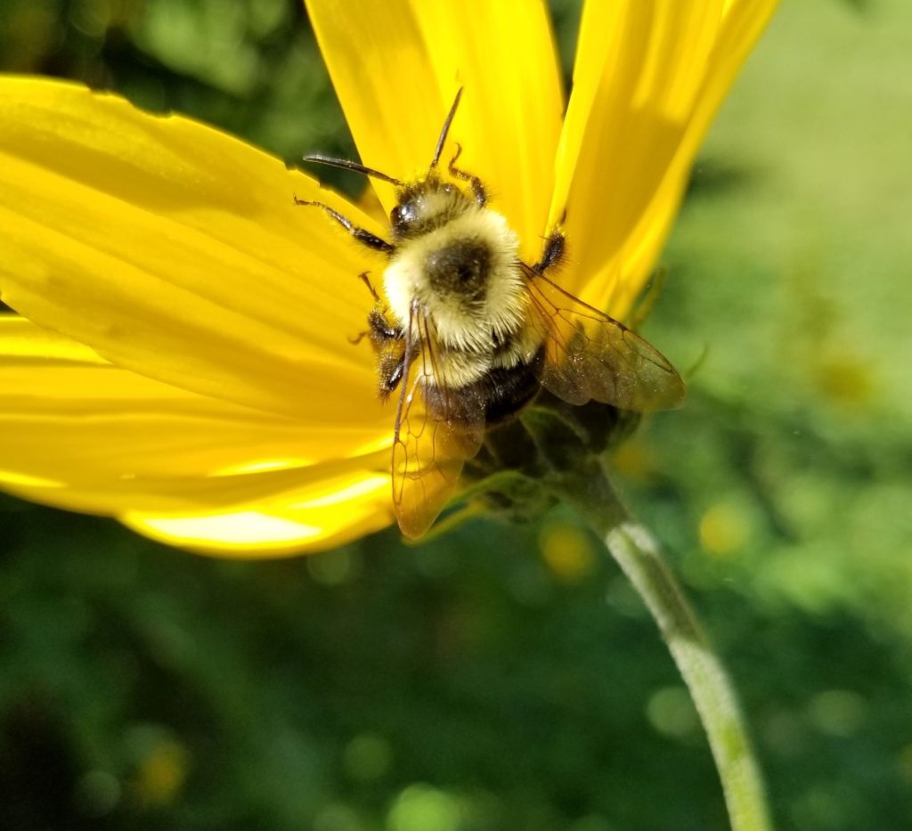 Bumblebee on Heliopsis Flower