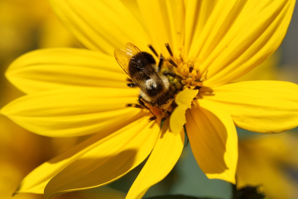 Bumblebee Covered in Pollen on Heliopsis Flower