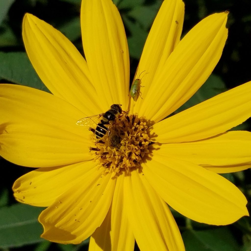 Honey Bee and Leaf Beetle on Heliopsis Flower