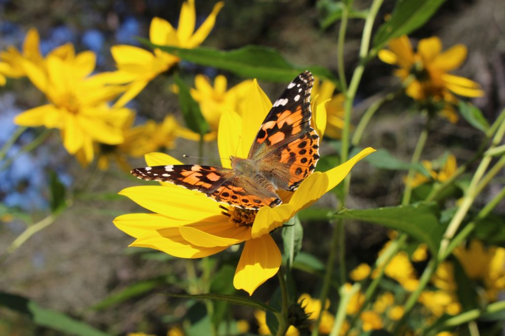 Painted Lady on Heliopsis Flower
