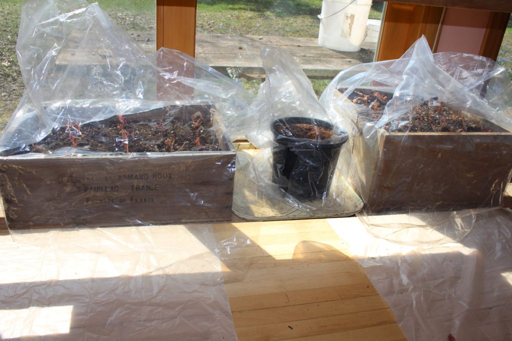 Sweet Potato Starts Under Plastic