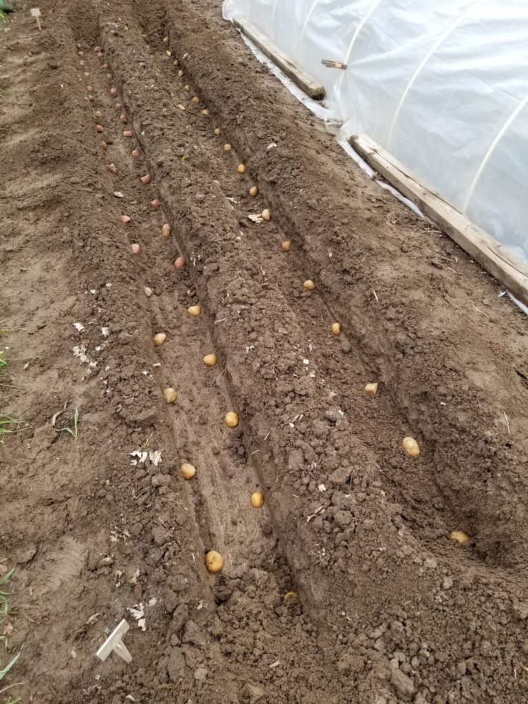 Planted Potato Seed
