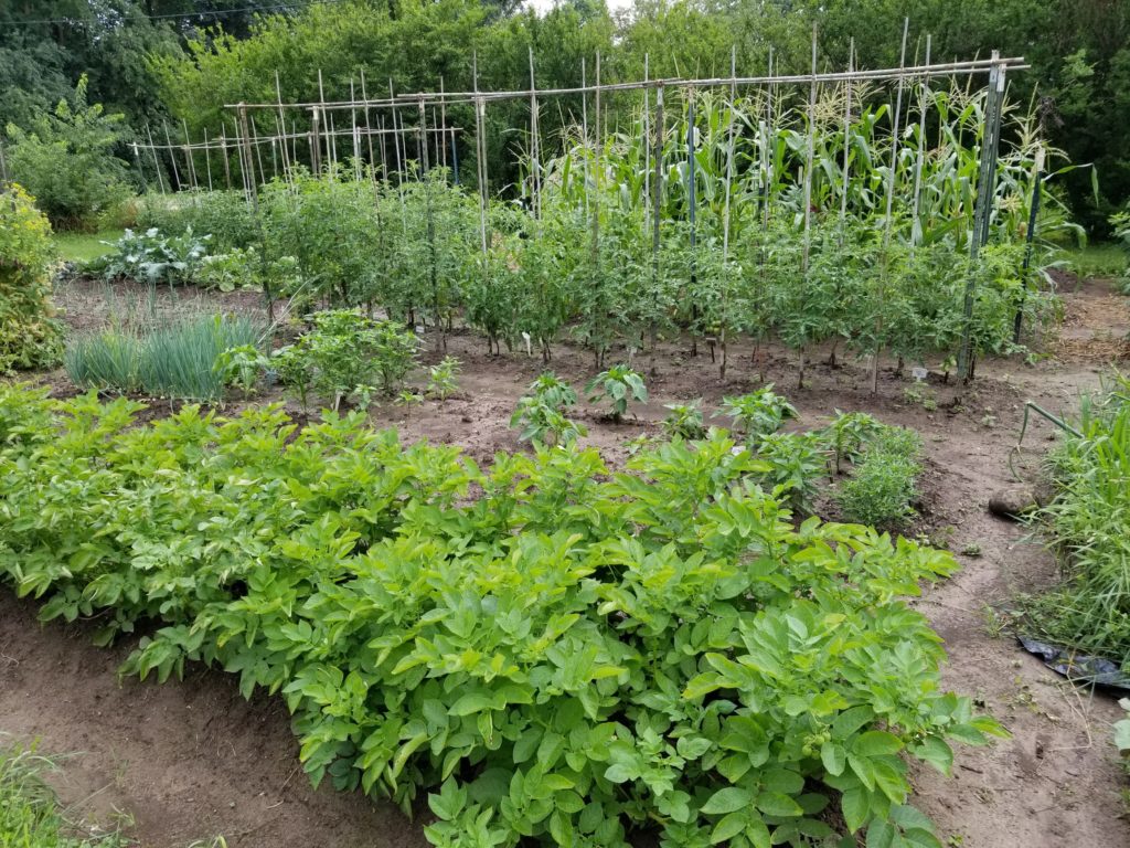 Potatoes, Peppers, Tomatoes, Corn