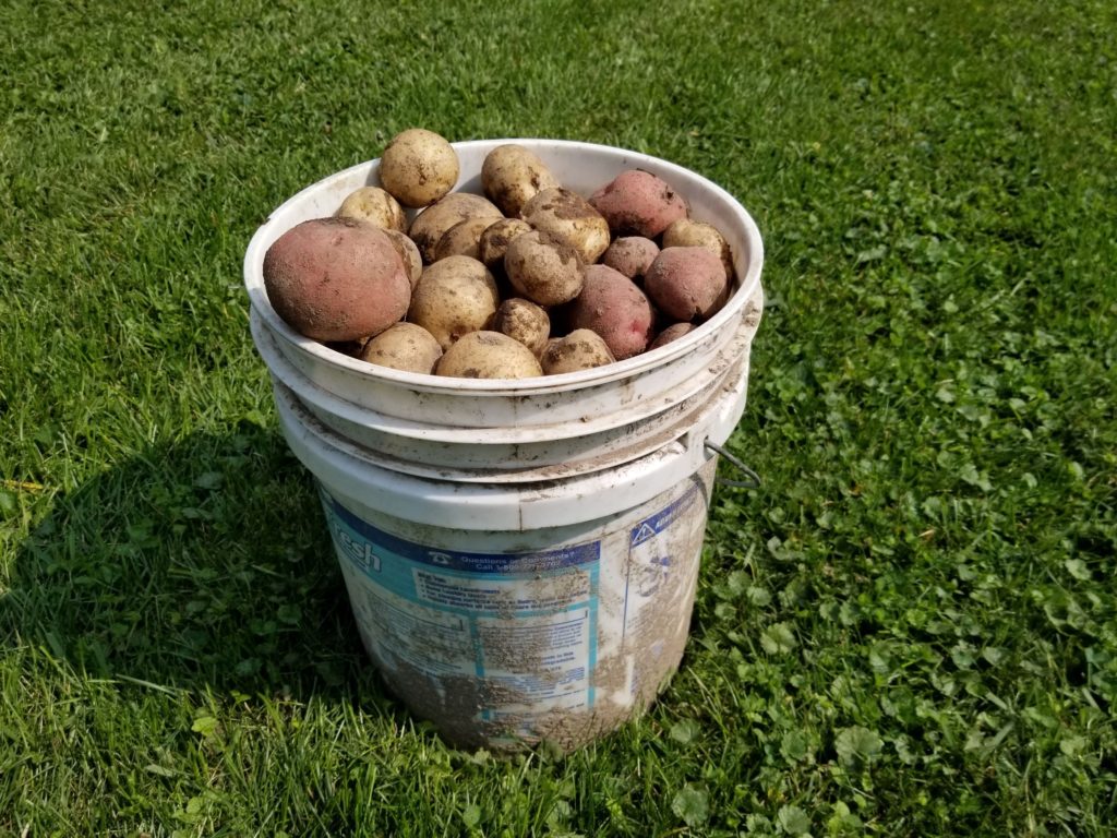26 Pounds of Spuds