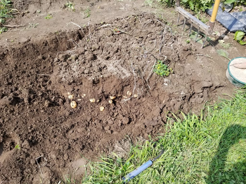 Digging Potatoes.