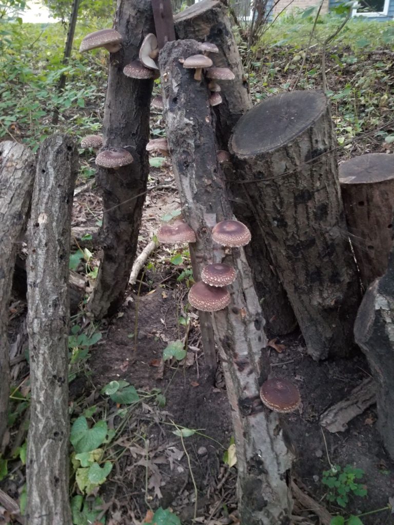 Shiitake Mushrooms on Old Logs