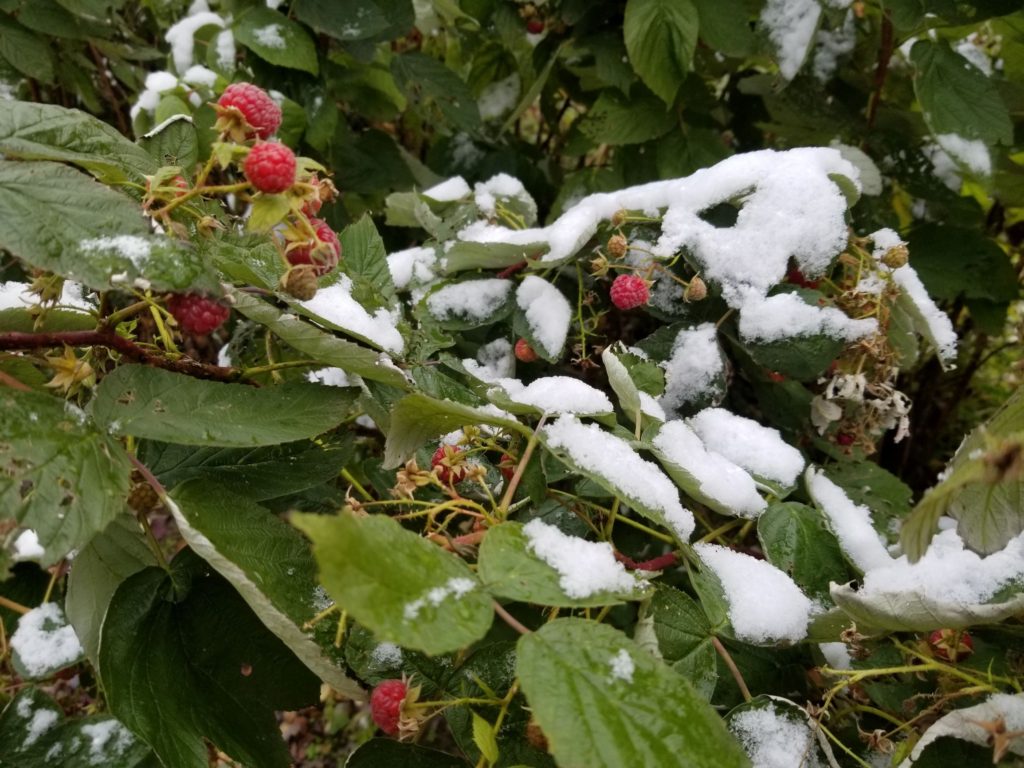 Raspberries and Snow