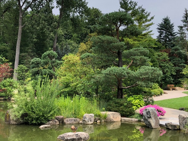 Anderson Japanese Garden pond with large stones